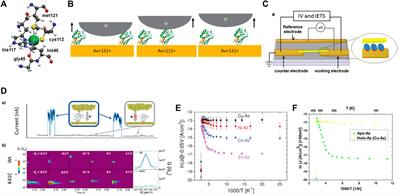 Recent Advances in Understanding the Electron Transport Through Metal-Azurin-Metal Junctions